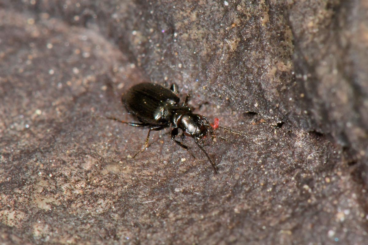 Carabidae: Apristus europaeus: il 